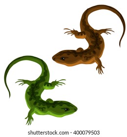 Green and brown lizard isolated on white background. Vector illustration.