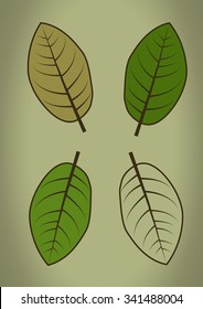 green brown white leaf set vector