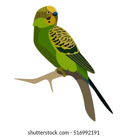 green budgerigar