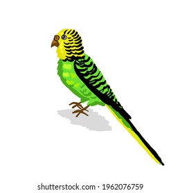 Green budgie bird, cute creature on a white background