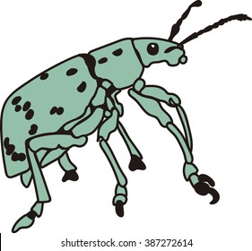 Green Bug Isolated .