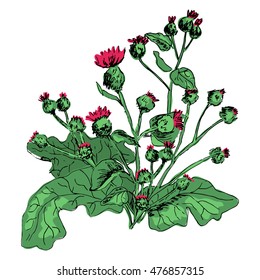 Green Burdock, plant with red flowers. Vector, sketch, isolated on white.
