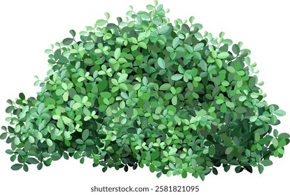 Green bush with dense foliage provides privacy and a natural backdrop, isolated on a white background, perfect for landscape design or nature themed projects