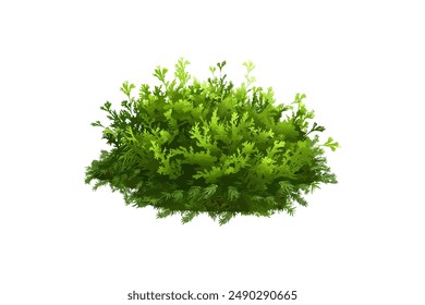 Green Bush with Dense Foliage. Vector illustration design