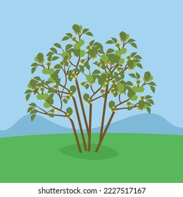 Green bush in a grassy meadow