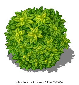Green bush in isometric perspective, vector image on white background with shadow