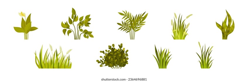 Green Bush with Leafy Stem as Outdoor Growth Vector Set