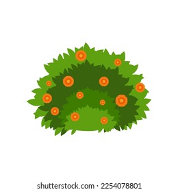 Green bush with orange flowers vector illustration. Cartoon drawing of garden plant isolated on white background. Gardening, farming, agriculture, spring concept