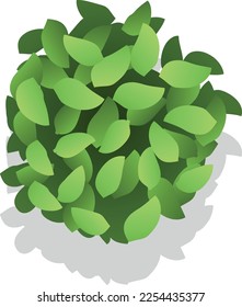 Green bush top view. Natural leaves plant