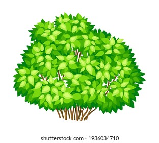 Green Bush or Underwood with Branched Stem as Perennial Woody Plant Vector Illustration