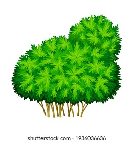 Green Bush or Underwood with Branched Stem as Perennial Woody Plant Vector Illustration