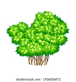 Green Bush or Underwood with Branched Stem as Perennial Woody Plant Vector Illustration