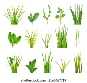 Green bushes. Realistic grass illustrations garden botanical decoration decent vector bushes collection