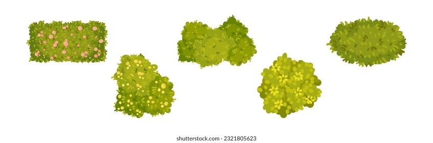 Green Bushes and Shaped Shrubs as Decorative Park Flora Vector Set