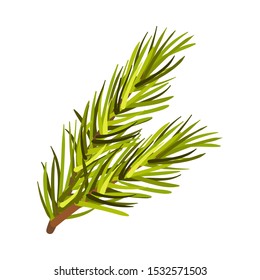 Green Bushy Spruce Twig Vector Illustration Isolated On White Background