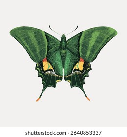 Green butterfly exotic insect, illustration isolated on white, vector. 