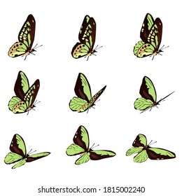 The Green Butterfly Is Flying. Animation Is Frame By Frame.