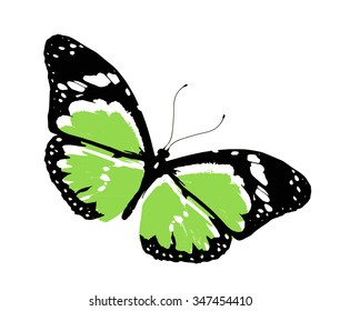 Green butterfly , isolated on white