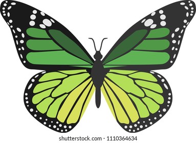 Green Butterfly Vector Illustration