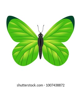 Green butterfly vector illustration isolated on white background.