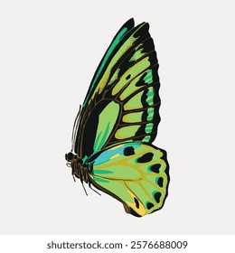 Green butterfly, vintage insect illustration isolated on white, vector. Vintage butterfly illustration by EA Séguy, famous artist. Old drawing vector.