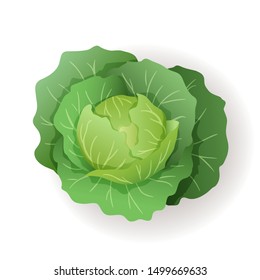 Green cabbage with big leaves icon isolated, fresh farm organic healthy food, vegetable, vector illustration