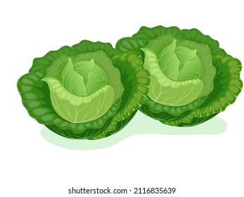 Green cabbage (Brassica oleracea var. capitata) on white background.