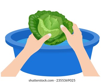 Green cabbage (Brassica oleracea var. capitata) on white background.