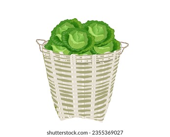 Green cabbage (Brassica oleracea var. capitata) on white background.