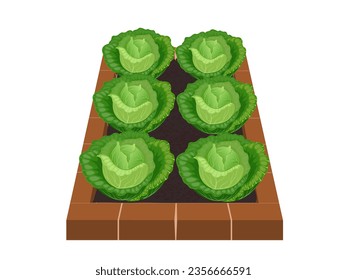 Green cabbage (Brassica oleracea var. capitata) on white background.