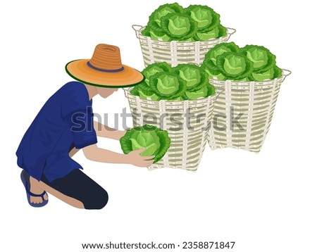 Green cabbage (Brassica oleracea var. capitata) on white 