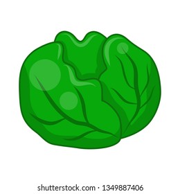 green cabbage cartoon isolated illustration on white background