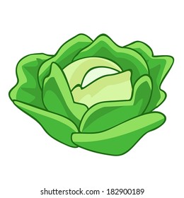 green cabbage cartoon isolated illustration on white background