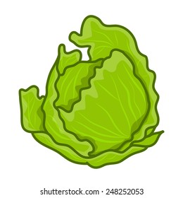 green cabbage cartoon isolated illustration on white background