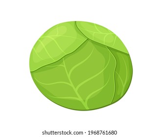 Green cabbage in cartoon style. Vector illustration isolated on a white background.
