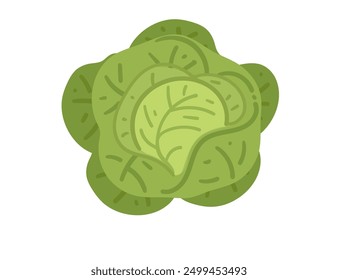 Repollo verde. Alimentos vegetales orgánicos crujientes. Ideal para recetas de ensaladas, anuncios de mercado fresco y contenido de alimentos saludables. Ilustración vectorial aislada sobre fondo blanco