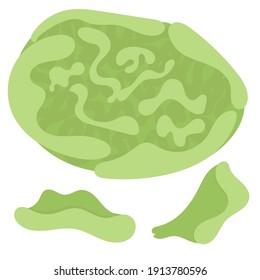 green cabbage, fresh salad, vegetable, vector element in flat style