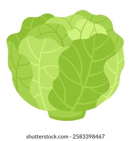 Green Cabbage Hand Drawn on White Background