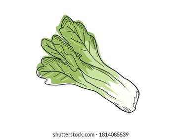 Green cabbage hand drawn vector illustration