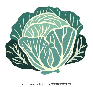 green cabbage harvest organic farm vegetables isolated flat vector hand drawn doodle cartoon illustration on white background