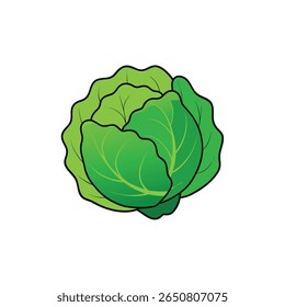 Cabeça de repolho verde fresca com camadas de folhas encaracoladas detalhadas Ilustração Vetor