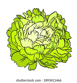 Green cabbage head on white background. Vector illustration