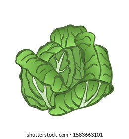 Green cabbage healthy food. Vector on white background.