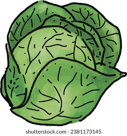 Ilustración de col verde. Hortalizas de perro. ingrediente alimentario. tablero de menús