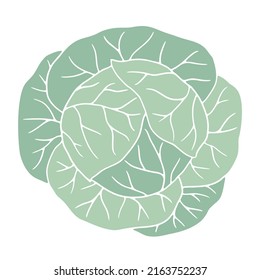 Green cabbage illustration on white