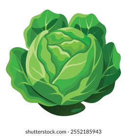 Green Cabbage illustration With vector