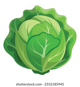 Green Cabbage illustration With vector