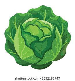 Green Cabbage illustration With vector