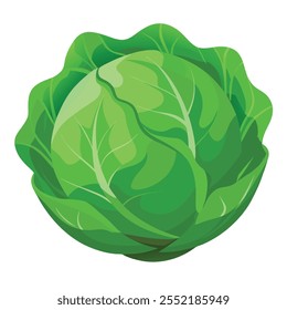 Green Cabbage illustration With vector