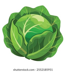 Green Cabbage illustration With vector